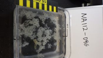 Media type: image;   Invertebrate Zoology 153482 Description: Live specimen.;